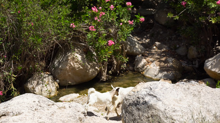 Beautiful summer landscape with a goat and kid. Goat with kid on nature.の写真素材