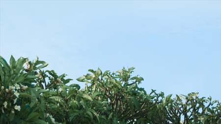 A row of green trees and bushes against a blue sky. Shot. Green bushes on sky background.の写真素材