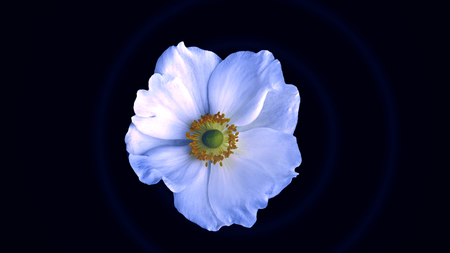 Animation flying of realistic flowers buds on black background. Seamless animation of colorful flower motion graphic with flower background pattern textureの写真素材