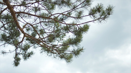 Pine tree branch on blue, cloudy sky background above. Close up for green pine spines on tree branch...