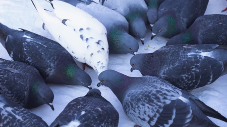 A large flock of pigeons in winter eating millet in winter park. Media. Street pigeons eating millet in the Park.の写真素材