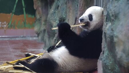 Panda eats bamboo stalks at zoo. Media. Chubby Panda sits lazily and with pleasure eat bamboo stems are strong teeth in zoo. Vegetable food from bamboo stalks Pandaの写真素材