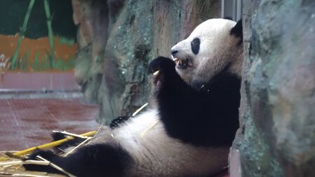 Panda eats bamboo stalks at zoo. Media. Chubby Panda sits lazily and with pleasure eat bamboo stems are strong teeth in zoo. Vegetable food from bamboo stalks Pandaの写真素材