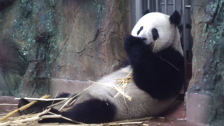 Panda eats bamboo stalks at zoo. Media. Chubby Panda sits lazily and with pleasure eat bamboo stems are strong teeth in zoo. Vegetable food from bamboo stalks Pandaの写真素材