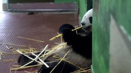 Panda eating bamboo stalks. Media. Fluffy giant Panda sitting holds bamboo stalks with his paws and chews them. Cute Panda childish eating tasty bamboo stemsの写真素材