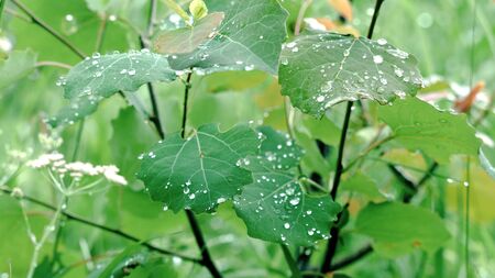 Close-up of green leaves with dew drops. Stock footage. Beautiful shrub leaves covered with drops...