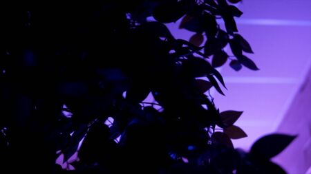 Close up of the leaves of a plant standing inside a room in purple neon light, bottom view. Footage. A bush petals and the white ceiling lighted by lilac neon lamp.の写真素材