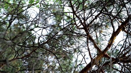 Bottom view of pine tree branches on bright sky background. Stock footage. Close up for green...