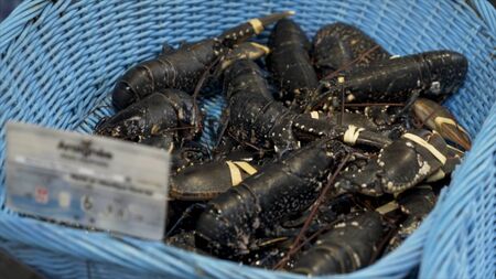 Big fresh cancers lying in the blue plastic bucket, delicacy, gourmet seafood. Stock footage. Close up for the fresh raw lobsters at the street market ready for sale.の写真素材