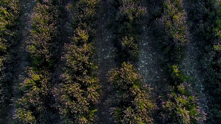 Top view of beautiful lavender bushes. Shot. Beautiful and fragrant bushes of purple lavender. Beautiful lavender bushes planted in row in farmer's field.の写真素材