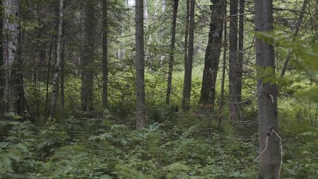 Coniferous trees silhouettes and green plants growing in the summer forest, environment and ecology concept. Stock footage. Trunks of pine trees, vegetation and green bushes.の写真素材