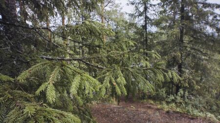 Close up of the green prickly branches of the fir tree swaying from side to side after being touched...