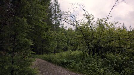 Path leading into forest on background of wild lush vegetation. Stock footage. Green forest with...