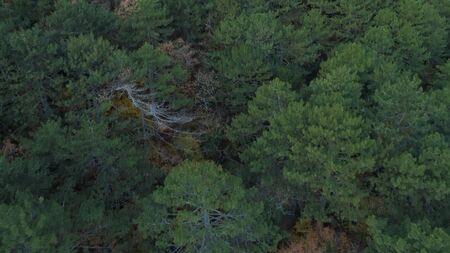 Aerial view above endless wide beautiful dense forest. Natural landscape above tree tops at early...