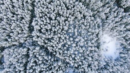 Aerial view of the top of snowy pines in the middle of the winter. Motion. Top view of Christmas trees covered by snow on a frosty day.の写真素材