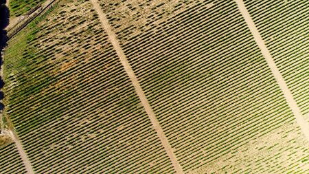 Top view of agricultural fields under seedlings. Shot. Large fields for sowing cropsの写真素材