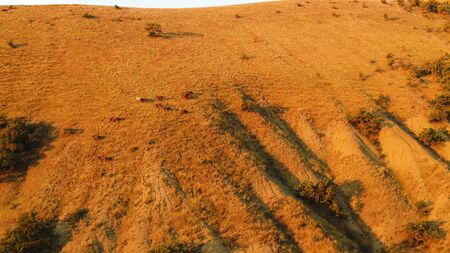 Top view of group of horses grazing on mountain slope in spring. Shot. Top view of grazing horses on...