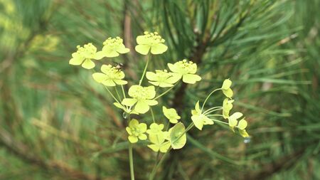 Close up of small fly sitting on the green thoroughwax flower on pine tree branch background. Small insect on beautiful summer flower.の写真素材