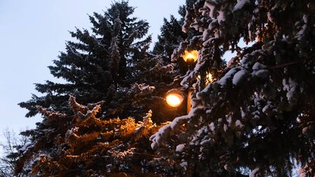 View of the snow-covered winter Park with a lantern. Concept. Beautiful pine trees and lantern in the Park in winter.の写真素材