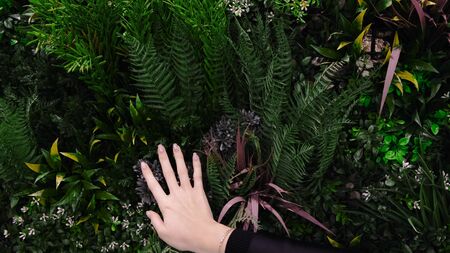 Womans hand touches variety of plants. Concept. Small garden with exotic green plants and ferns. Woman touches fern and runs her hand over green plantsの写真素材