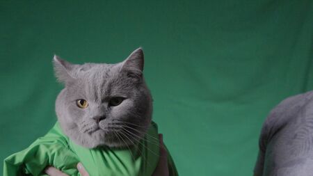 Man holds grey cat on green background. Stock footage. Close-up of man holding cat in green blanket on green isolated background. Studio area with green background and catの写真素材