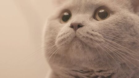 Close-up of face of Scottish grey cat. Stock footage. Beautiful and cute grey cat with large pupils...