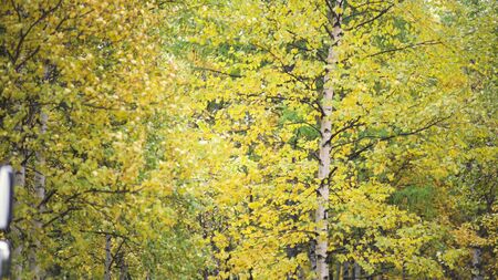 Beautiful young birch trees with autumn leaves in early autumn. Yellow leaves of the forest swaying in the wind.の写真素材