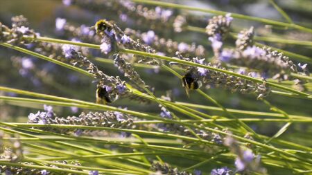 Close up of bumblebees pollinating herbal lavender flowers in a field. Small insects bumble bees...