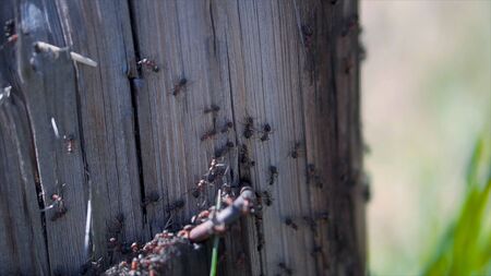 Close-up of red ants running on tree. Clip. Lot of red ants run fast on tree on sunny day. Nature and life of ants. Macrocosm of ants.の写真素材
