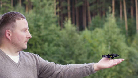 Caucasian man with a big butterfly of black and yellow colors in his hand. Video. Side view of a middle aged man touching a tropical butterfly on the background of green forest.の写真素材