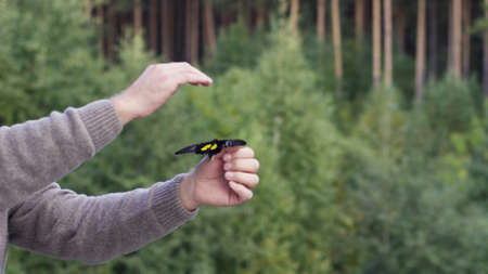 Caucasian man with a big butterfly of black and yellow colors in his hand. Video. Side view of a middle aged man touching a tropical butterfly on the background of green forest.の写真素材