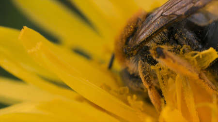 Wasps on a yellow dandelion collects pollen and nectar. Motion. Close up of an insect wasps on a...