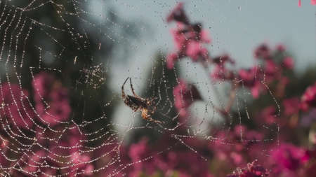 Spider web in the sun with waterdrops on blooming pink flowers background. Motion. Close up of spider insect on the web in the field in a summertime.の写真素材