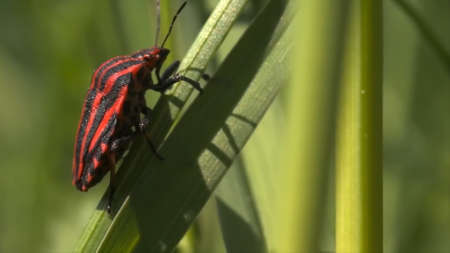 Butterfly and bugs sitting on flowers and grass. Motion. Natural landscape, close up of an orange...