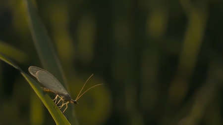 Butterfly and bugs sitting on flowers and grass. Motion. Natural landscape, close up of an orange and black small butterfly, red and black bug, and a dragonfly on green grass background.の写真素材