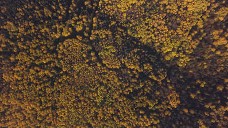Aerial drone view of autumn forest, concept of wild nature. Clip. Top view of tree tops of green,...