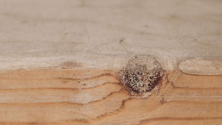 Close-up of wood Board texture. Action. Macro photography of cut and processed wood. Beautiful details and lines of wooden Boardの写真素材