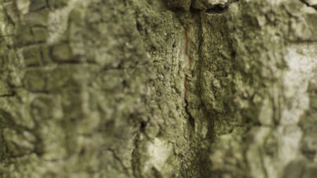 Trunk of a big tree with shining sunlight on rough tree bark in clow motion. Action. Close up of wooden texture, concept of nature.の写真素材