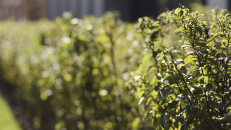 Geometrically trimmed shrubs in a decorative garden of a city park on a sunny day. Action. Close up of natural green leaves of beautiful bushes swaying in the wind.の写真素材