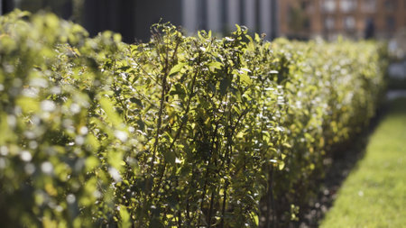 Geometrically trimmed shrubs in a decorative garden of a city park on a sunny day. Action. Close up of natural green leaves of beautiful bushes swaying in the wind.の写真素材
