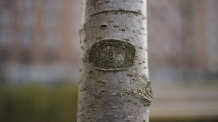 Details of a birch tree trunk on a summer day. Action. Close up of white bark with grey stain of a young tree on blurred background.の写真素材