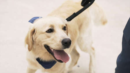 Close up of the cute white labrador on the leash walking in the park on the green grass with yellow...