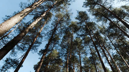 Trunks and tops of trees against the sky. Clip. Bottom view of beautiful natural landscape with...