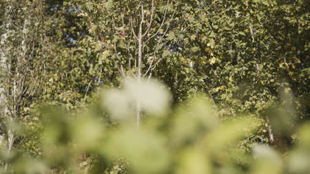 Close up of fresh green shrub leaves and summer trees on the background. Action. Green natural...