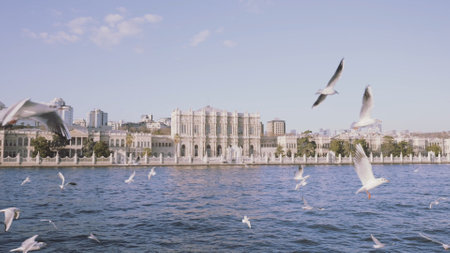 Beautiful landscape of a river with small waves and many birds flying close to the water surface. Action. Summer city located by the river.の写真素材