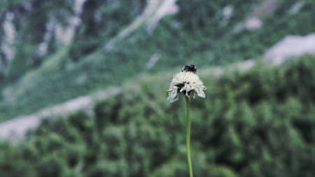 Close up of a bumblebee sitting on a fluffy flower on blurred background of green mountain slope. Clip. Wild nature with an insect on a plant.の写真素材