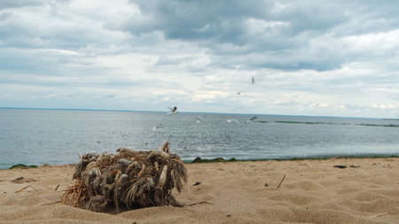 Old tree stump with with dry grass and ropes surrounded by sand along the river. Concept. Seagulls flying aboe the lake with rippled water on blue cloudy sky background.の写真素材
