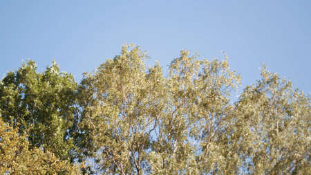 Spring landscape with tree branches and green leaves against the blue sky. Action. Bottom view of a...