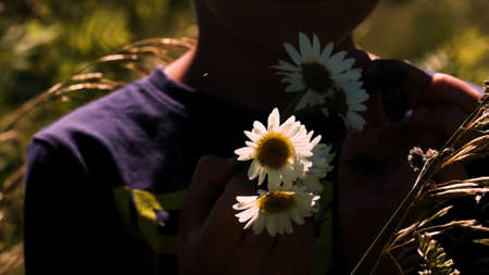 Bouquet of daisies . Creative. A boy in his hand with daisies who is standing and sorting flower petals in a field that is visible from behind with tall grass .の写真素材