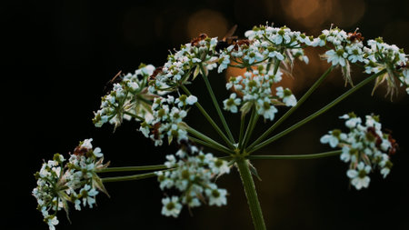 Little ants. Creative. Small ants in a large company sit on a white flower with a thin green stem.